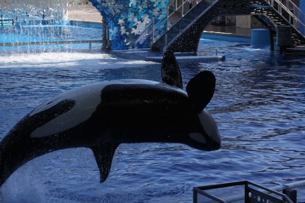 Shamu