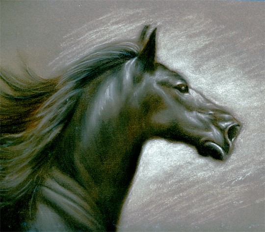 Black horse
