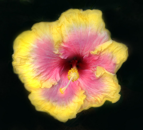 High Horse Hibiscus
