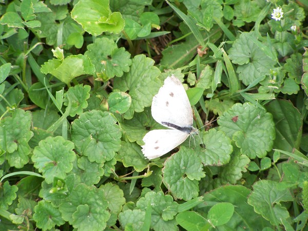 Cabbage Butterfly