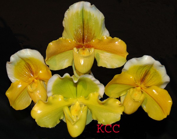 Orchid 16