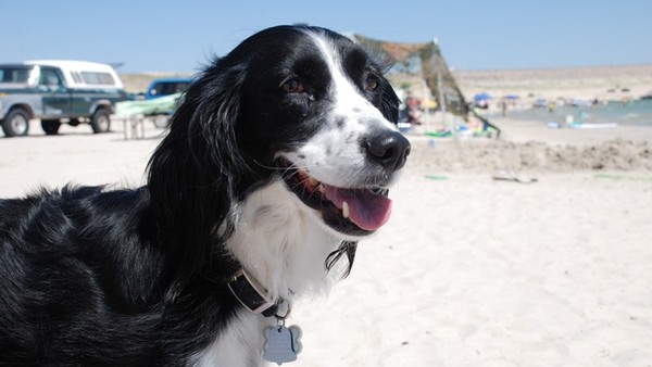 Bailey at Lake McConaughy