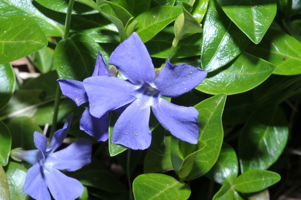 Violets in the world