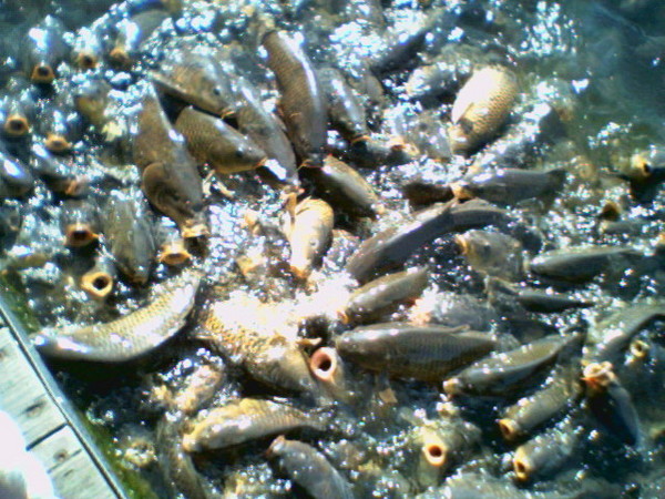 Feed Me!!
