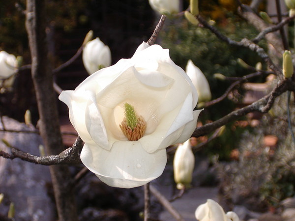 Messanger of Spring