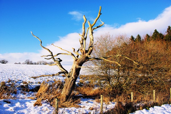 Wintery