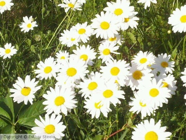 Daisies