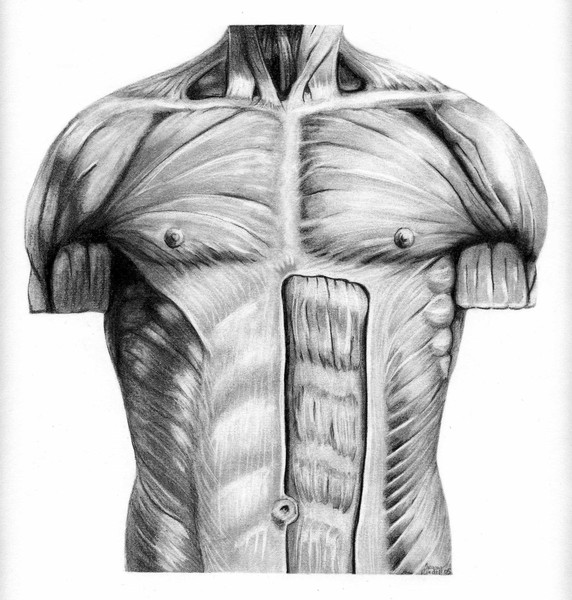 Torso