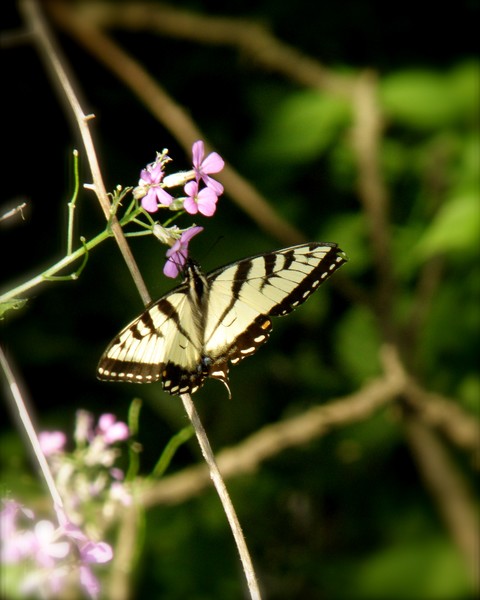 Swallowtail on Wild Phlox 