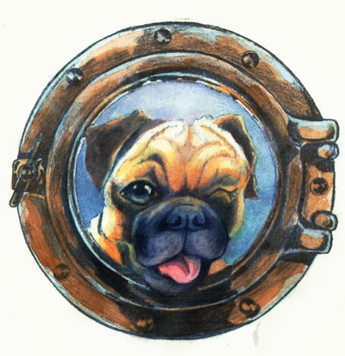 one eyed pug