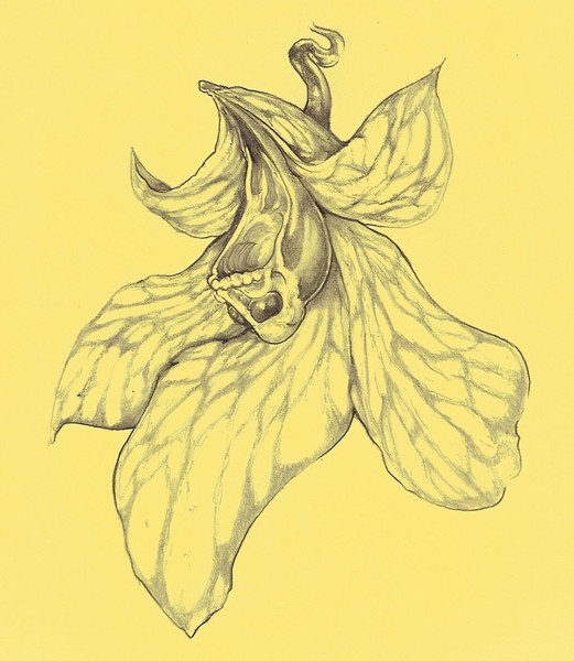 Orchid