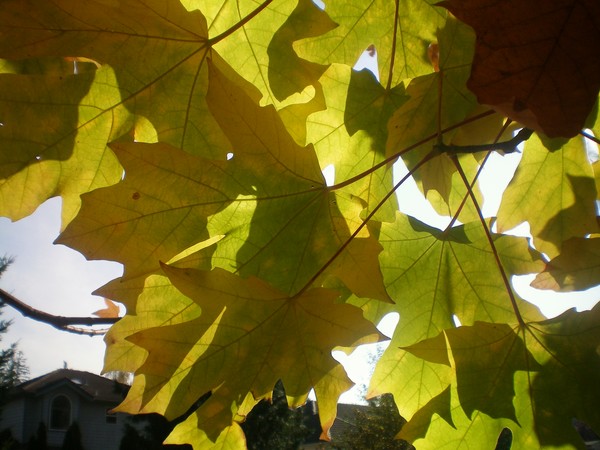 Autumn Cover