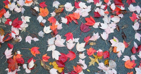 red leaves