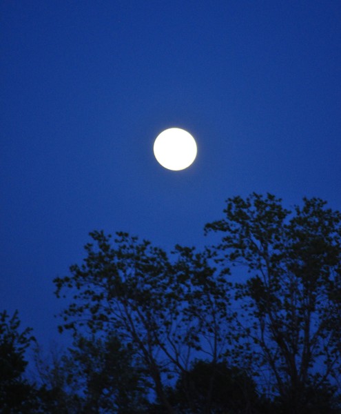Night Moon
