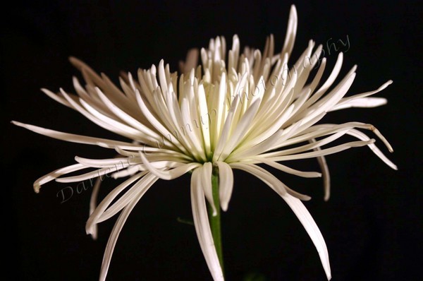 Flower 1