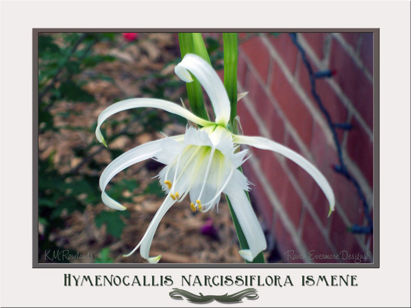 Peruvian Daffodil