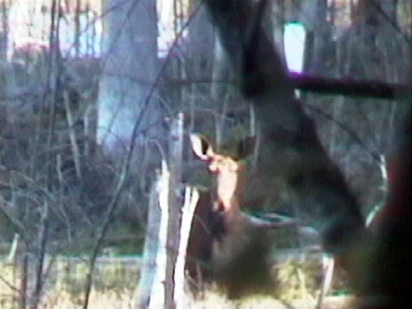 moose 