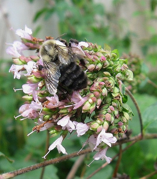 Bumble Bee