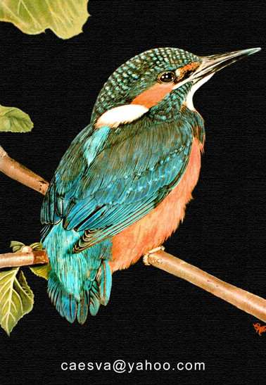 Kingfisher