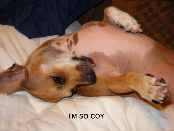 Little Ms. Coy