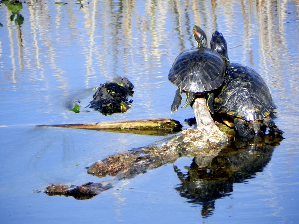 Turtles