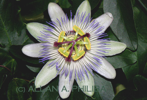 Passion flower