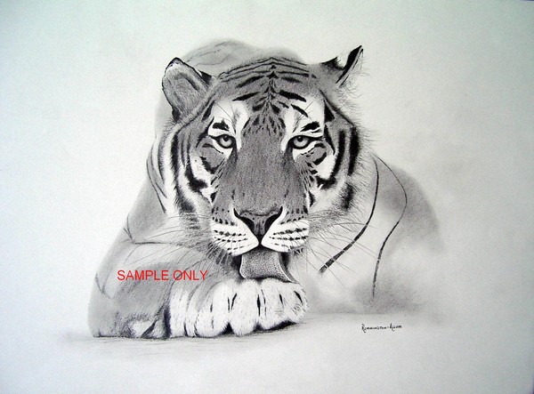 Tiger Licking