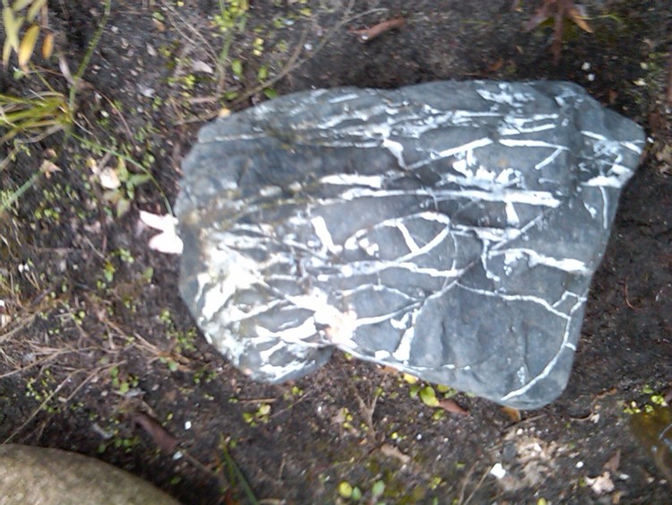 IMG01369-20101121-1336