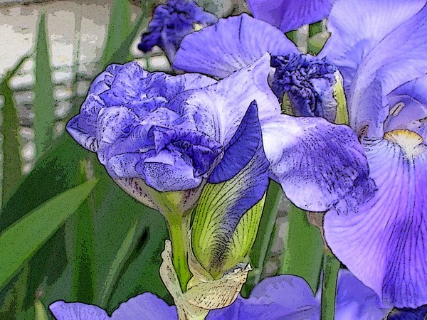 Blue Serenity