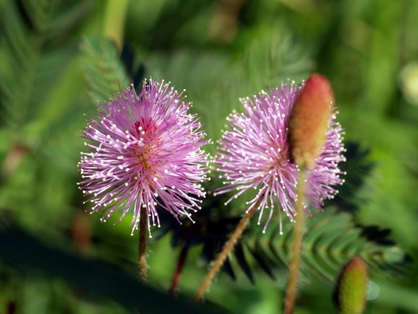 Wild Flowers