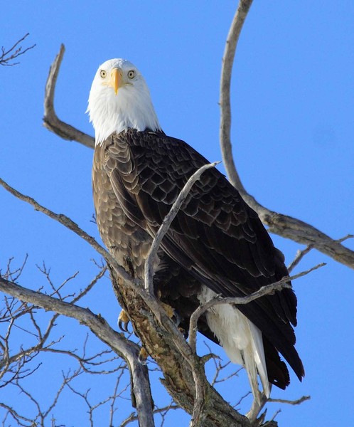 Eagle Eyes