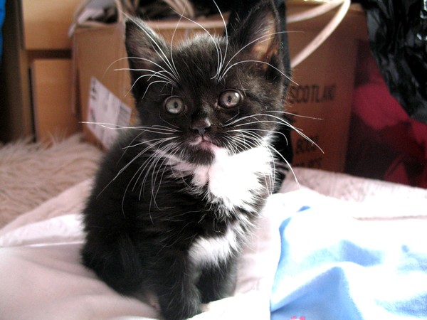 Kitten