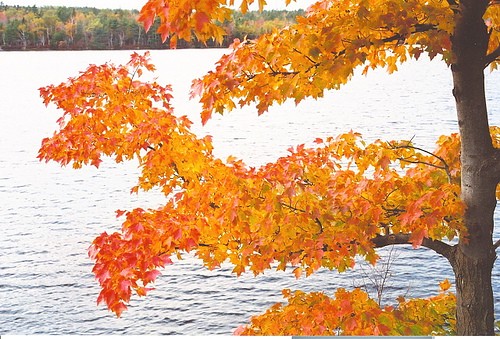 Fall Colours