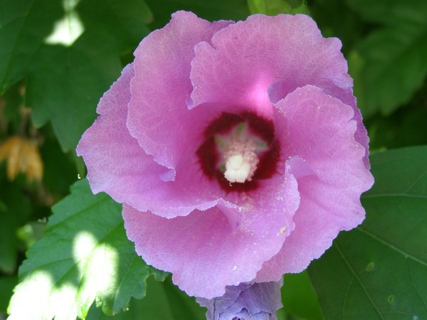 Vortex of Beauty