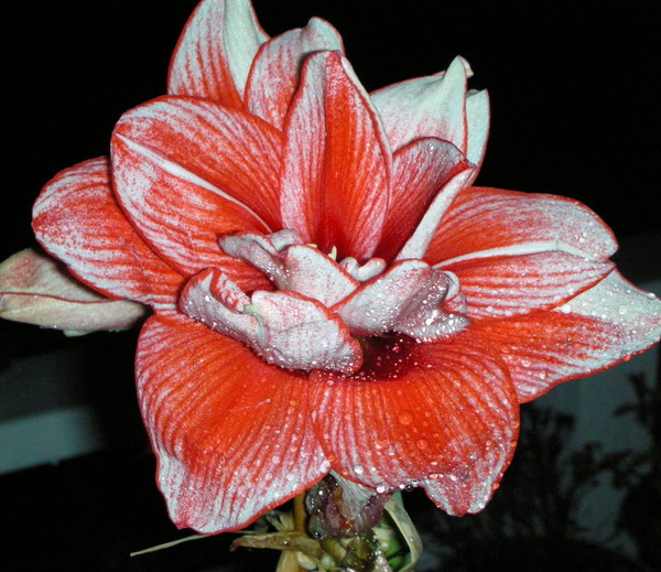 Striking Flower