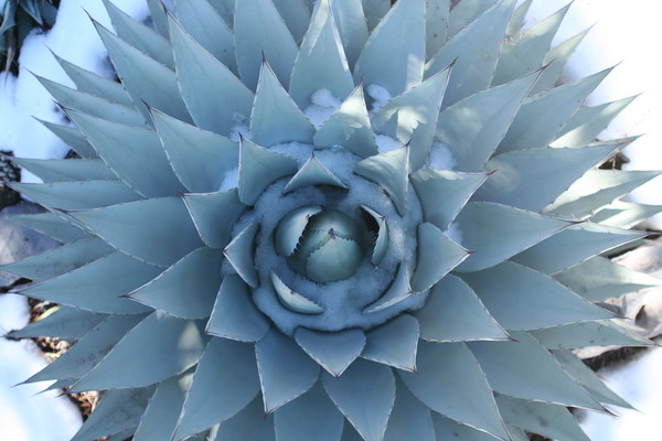 Agave In Snow