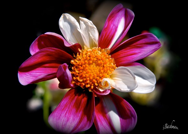  A striped Zinnia !