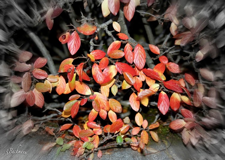  Autumn is back again.