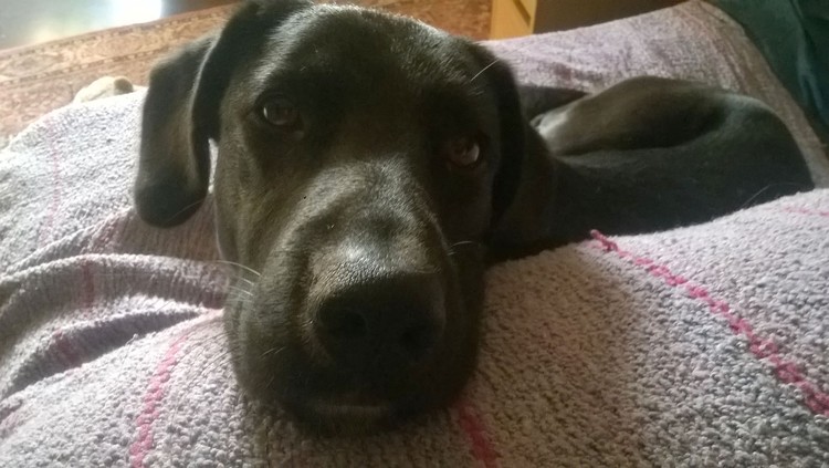  BART MY DOG