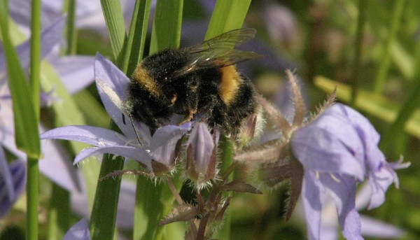 Bumble Bee