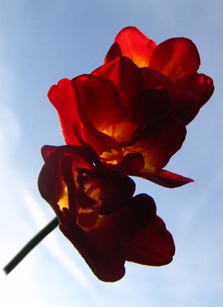 Red Fresia