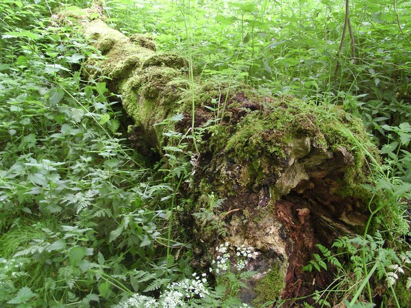 Fallen