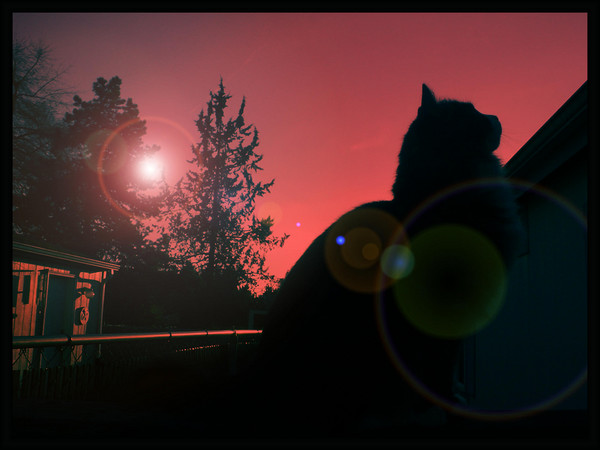 Sunset Sillhouette