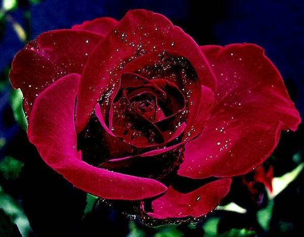 Red Red Rose