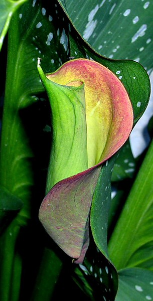 Calla Lily 7