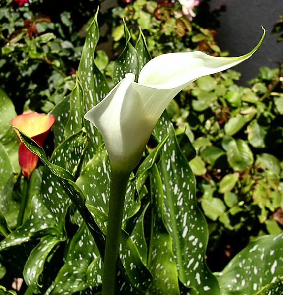 Memorial Day Calla~1
