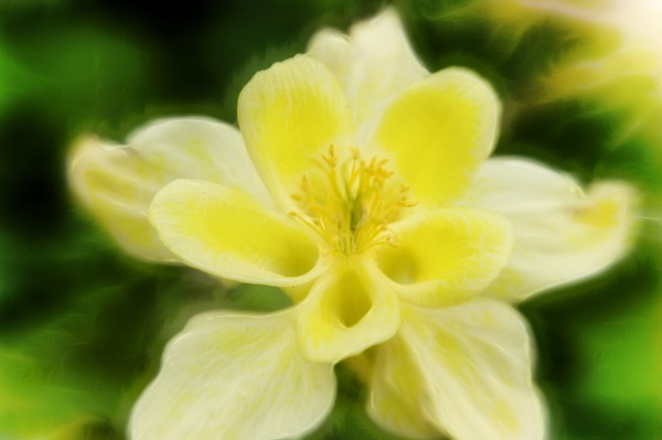 Sun in the Columbine