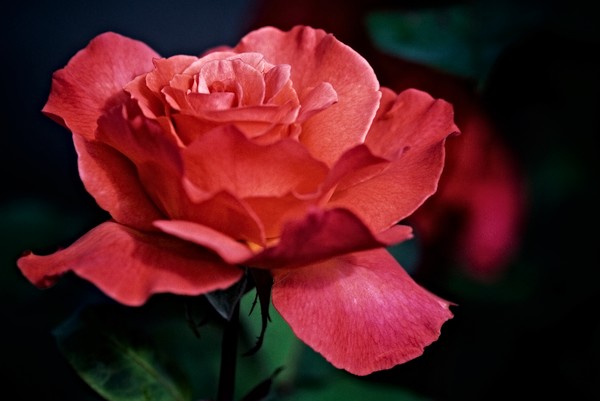 Cocoa Rose