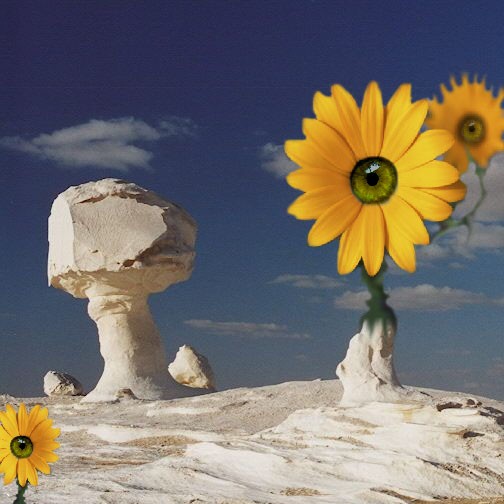 FULL BLOOM