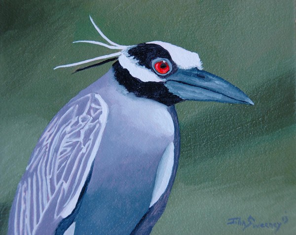 Night Heron